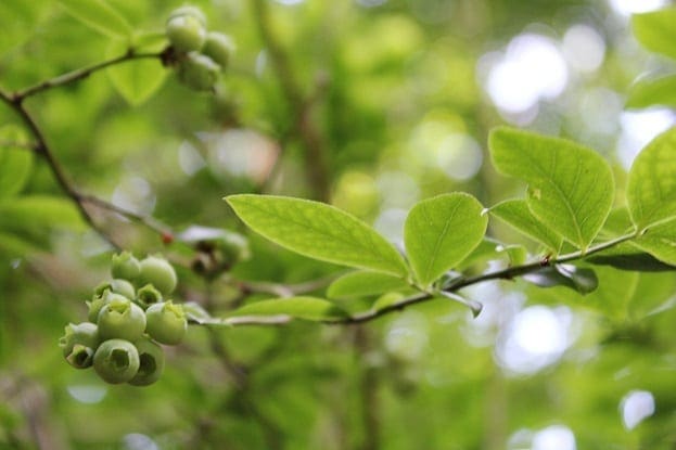 Blueberries