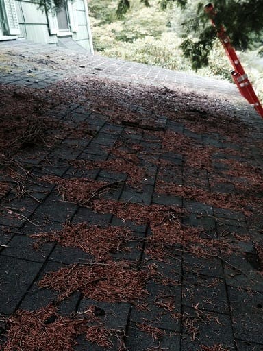 roofpineneedles