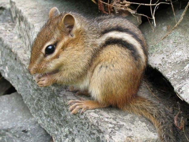 easternchipmunk