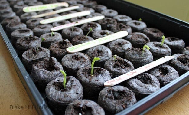 garden seedlings 2015