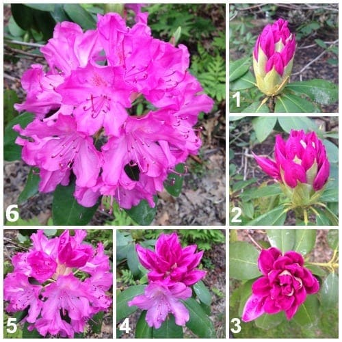 rhododendroncollage