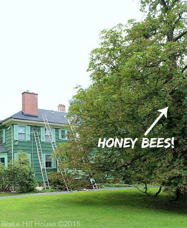 honeybees