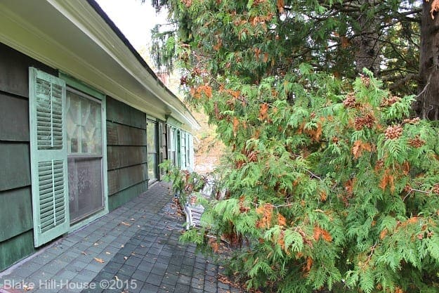 pinetrees1