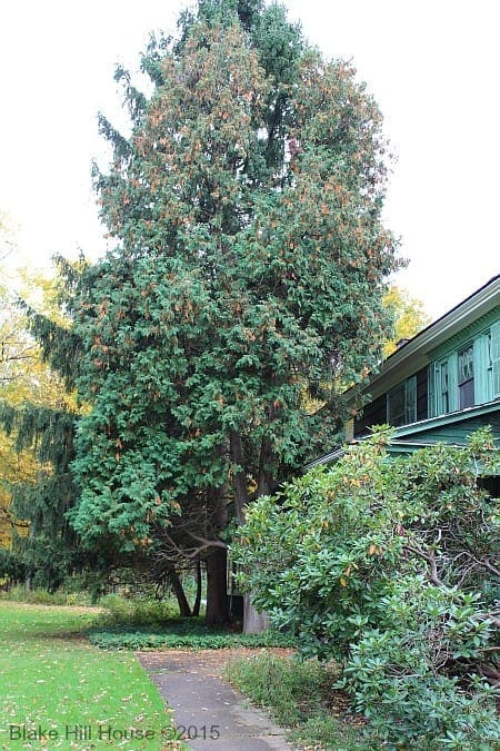 pinetrees2