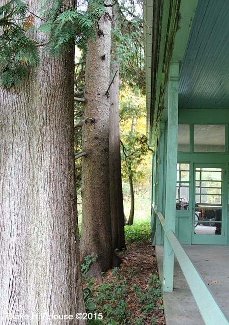 pinetrees5