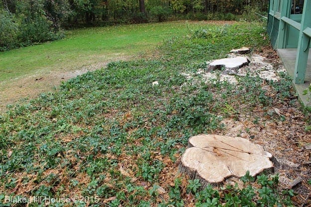 pinetreesafter5