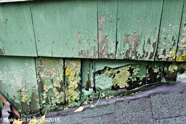 shinglemildew3