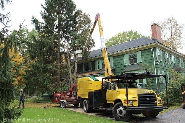 treeservice
