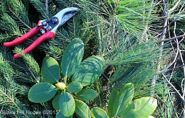greenery