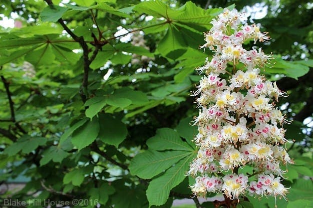 chestnutbloom