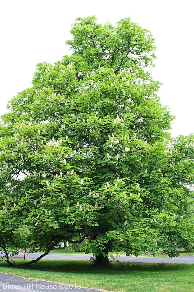 chestnuttree