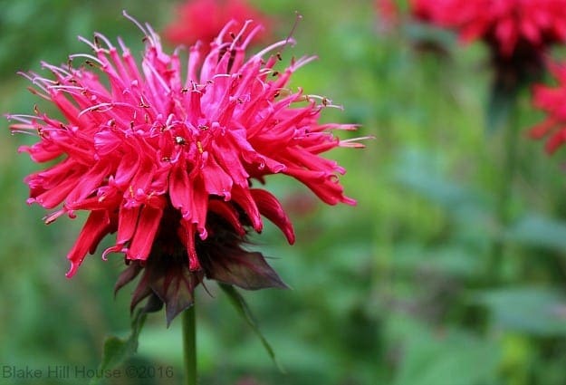beebalm
