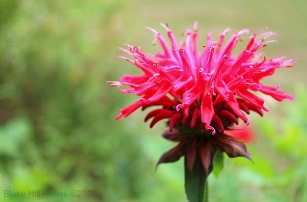beebalm1