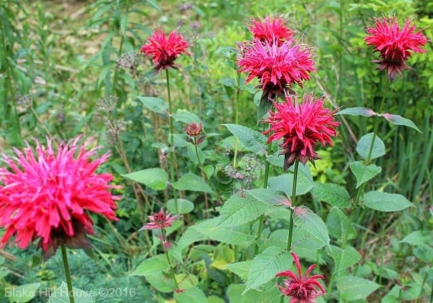beebalm2