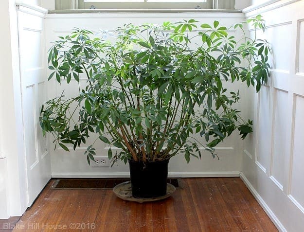 largeplantbefore