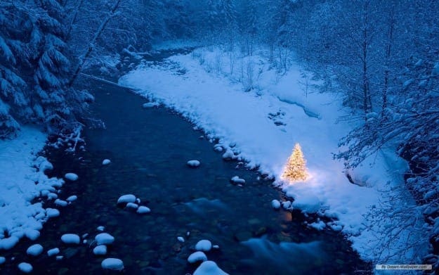 snowtree